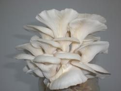 Fresh Oyster Mushrooms