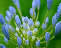 Fresh Flower Buds