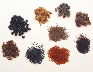 Flower Seeds