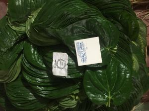 Bagerhat Betel Leaves