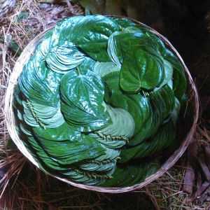 Bangla Betel Leaves