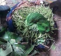 Pali Sweet Betel Leaves