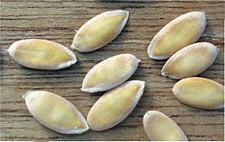 Cucumis Melo Seeds