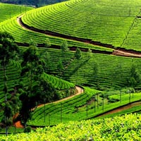 Kerala Tour with Western Ghats