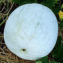 Hybrid Ash Gourd