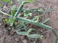 Cissus quadrangularis