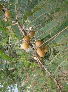 Phyllanthus Emblica Plant