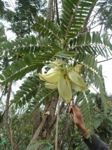 sesbania grandiflora