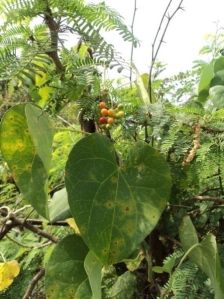 Tinospora Cordifolia Plant