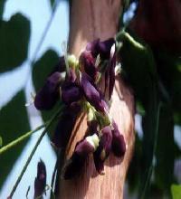 Velvet Bean - Mucuna Pruriens