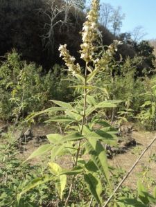 Vitex Negundo Plant