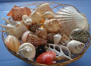 Mix Seashells 01