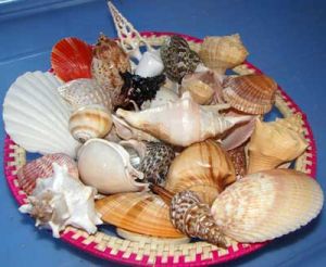 Mix Seashells 03