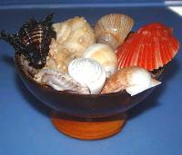 Mix Seashells 05