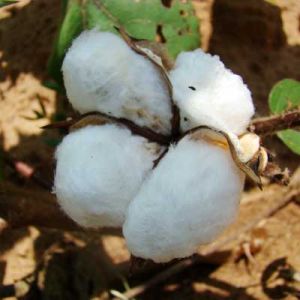 Raw Cotton