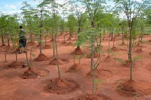 Moringa Plantation Consultancy