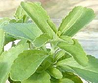 Stevia Plants (02)