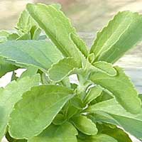 Stevia Plants