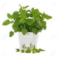 herb plant
