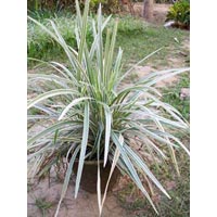 Ophiopogon Jaburana Varegated