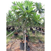 Plumeria Obtusa