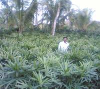 Rabish Palm