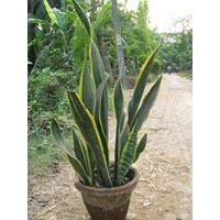 Sansevieria Trifasciata Laurenti