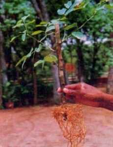 Karanja Plants