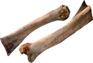 Tibia Bone