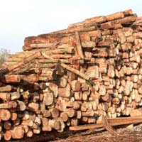 Teak Wood Logs