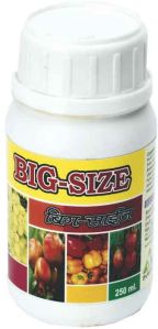 big size