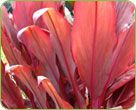 Cordyline Varieties