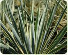 Yucca Varieties