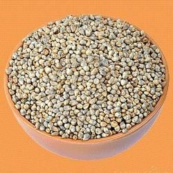 Pearl Millet