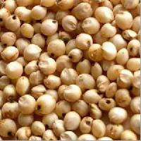 Jowar (Sorghum)