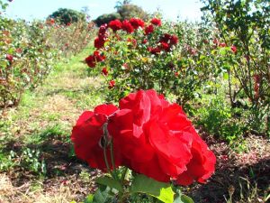 flower farming services