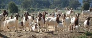 goat farming