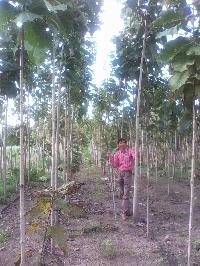 Timber Farming