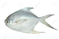 Pomfret