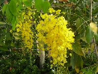 Cassia Fistula