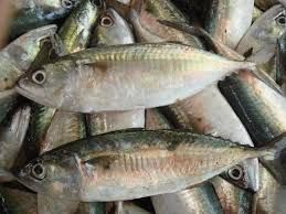 indian fresh fish