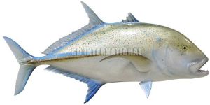 Frozen Bluefin Trevally Fish