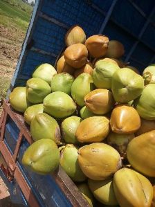 Tender Coconuts