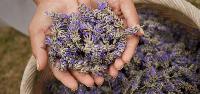 Lavender Oil