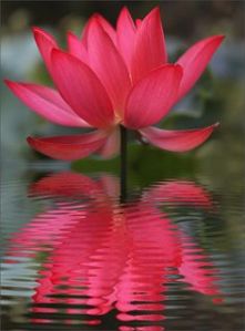 Lotus Water