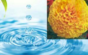 marigold water