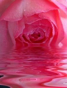 Rose Water