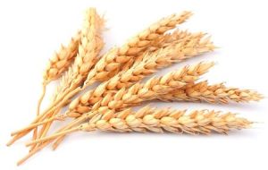 Wheat Seeds