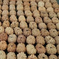 Rudraksha Beads