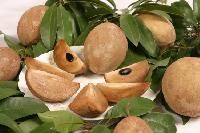 Sapodilla